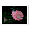 Rosa 1074 d  -  Rosenfieber.de