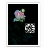 Rosa 2339 Art     QR-Code