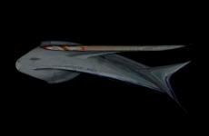 MERMAID NCC-upsilon-4