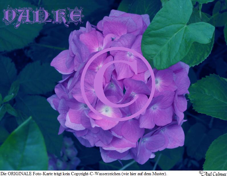 Hort-Art 866 Dank dunkel