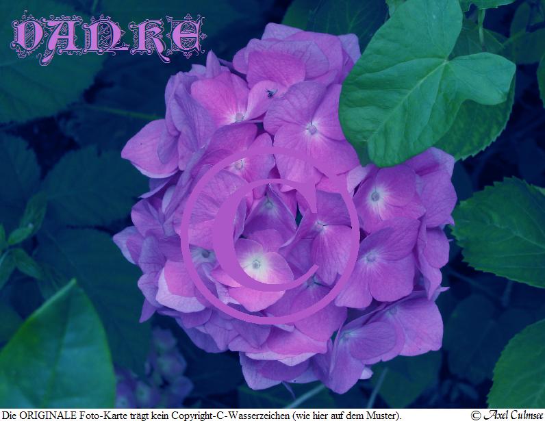 Hort-Art 866 Dank hell