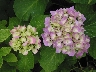 Hortensien_108-0850