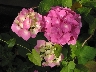 Hortensien_108-0863