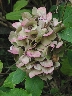 Hortensien_109-0947