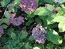 Hortensien_110-1028