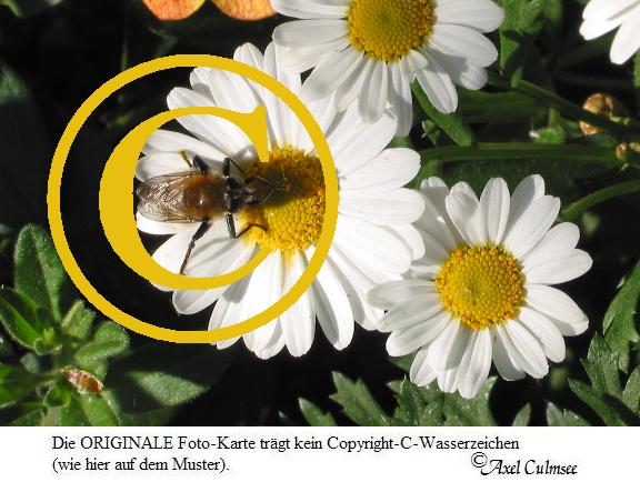 Margerite 570 Ausschnitt mit Biene