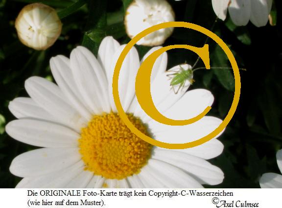 Margerite 575 Ausschnitt mit Grashpfer