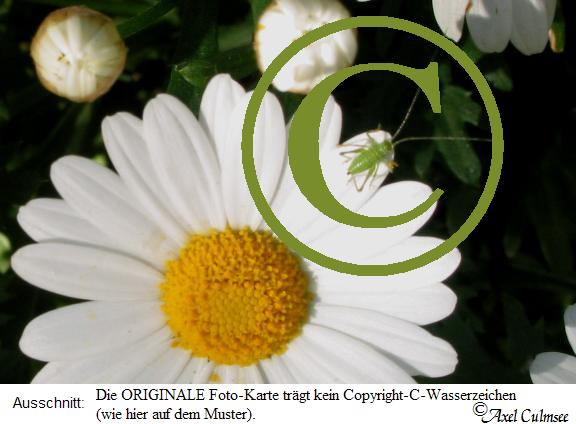 Margeriten 105-0575: Ausschnitt mit dem Grashfer