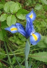 Iris_136-3612