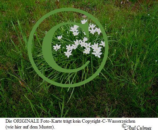 Wiesenblumen 2085
