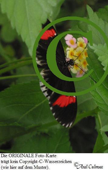 Schmetterling S 739-c-2