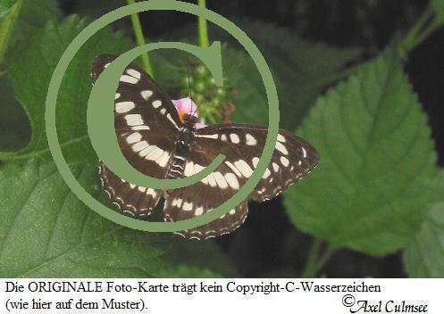 Schmetterling 741-c-3