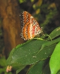 Schmetterling 751-C