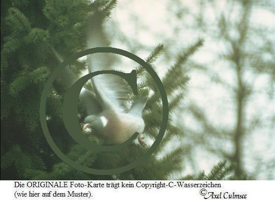Taube fliegt ab
