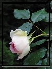 Rosa 2315-Trauer