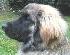 Leonberger Mona