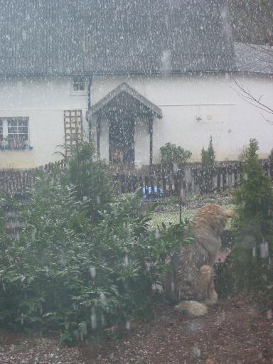 Mona auf ihrem Liebingsausguckplatz beim Beobachten des Nachbarhundes... im Schneetreiben