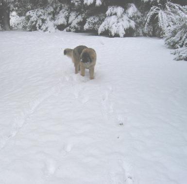 Dad, look! Here there is such a lot of snow, too!