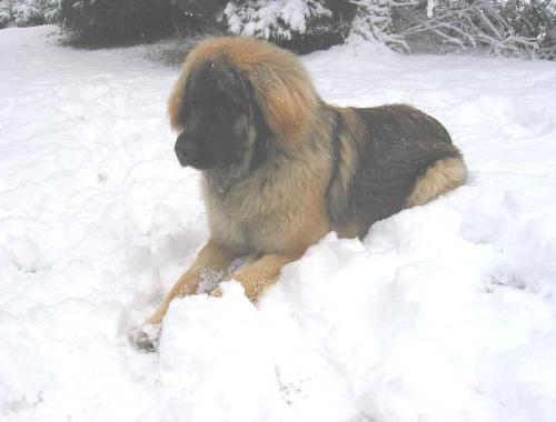 Laying amidst snow is so funny and lovely!