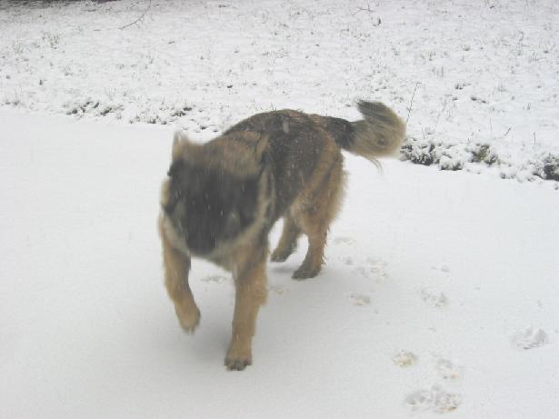 Mona im Schnee