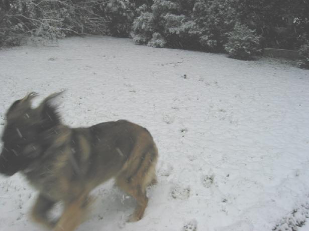 Mona im Schnee