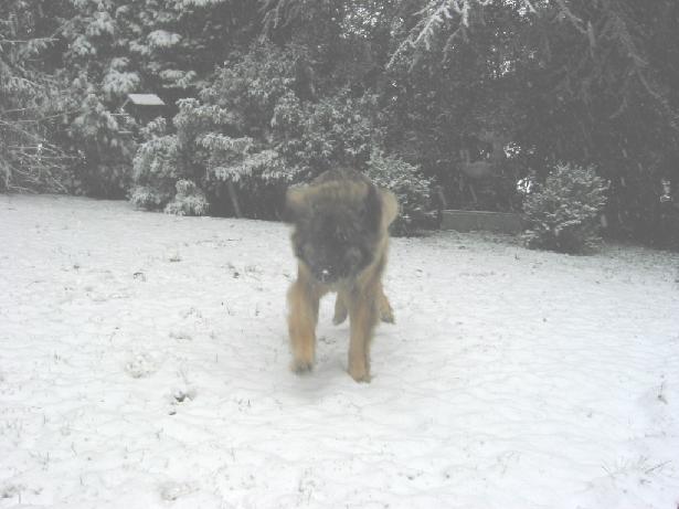 Mona im Schnee