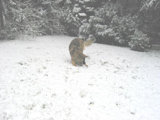 Mona im Schnee