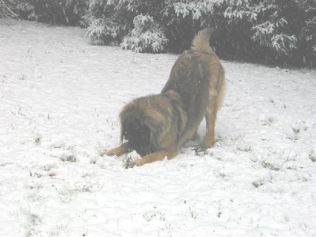 Mona im Schnee