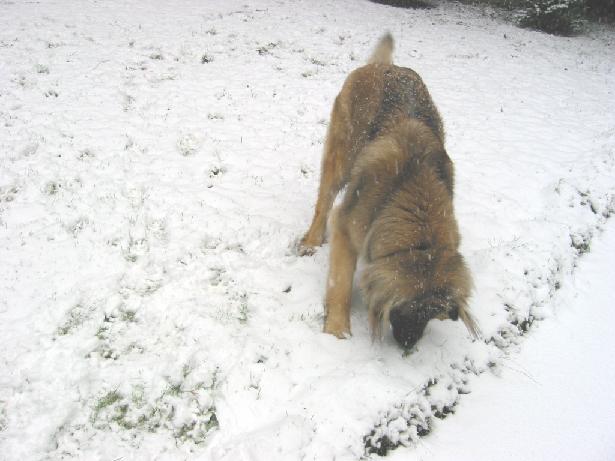 Mona im Schnee