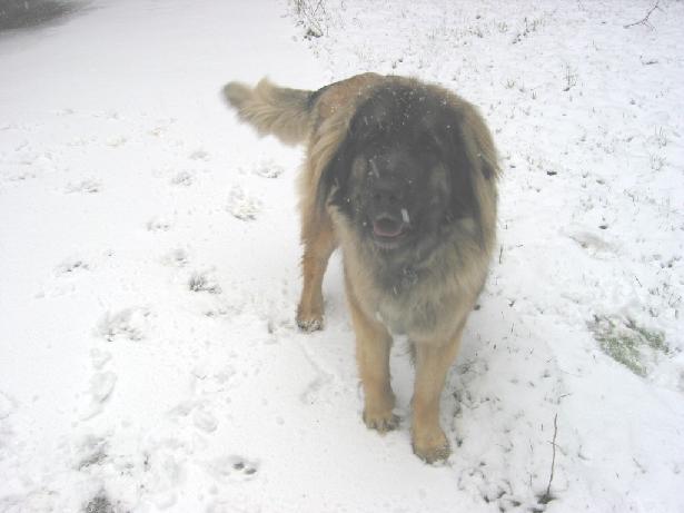 Mona im Schnee