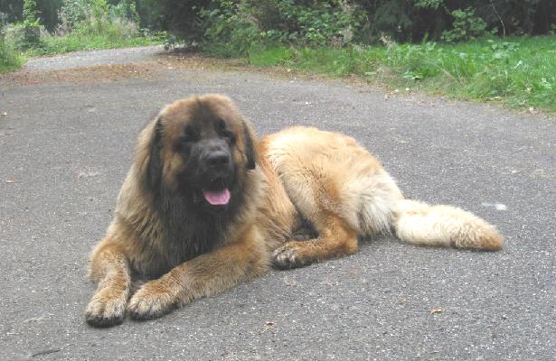 Leonberger R�diger