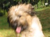 speedy Briard Leo kommt zu Besuch...