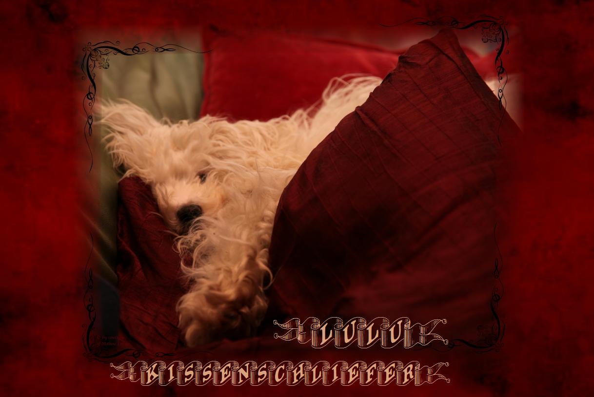 Kissenschlieferin LuLu