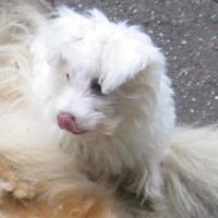 LuLu   -   12 Wochen