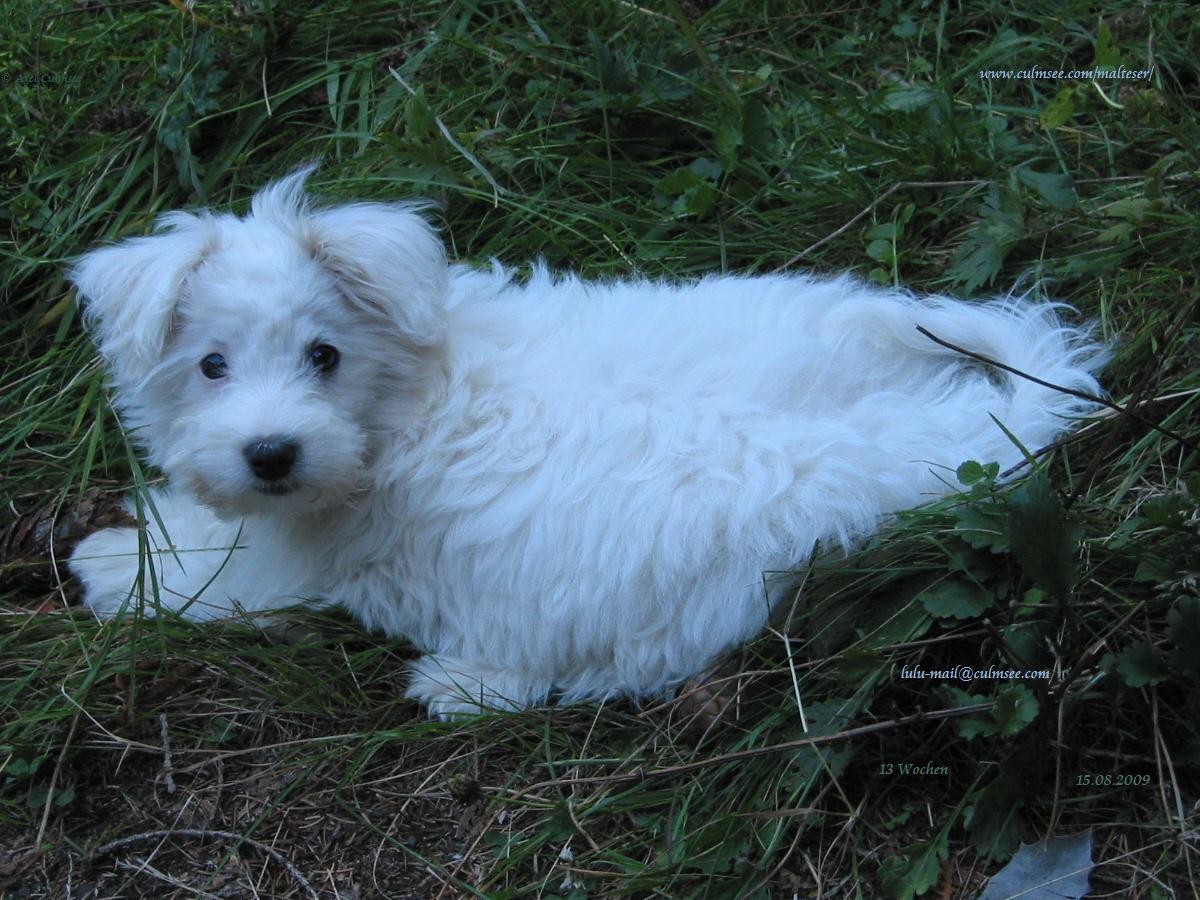 LuLu liebt das Wegrollspiel mit Tannenzapfen...