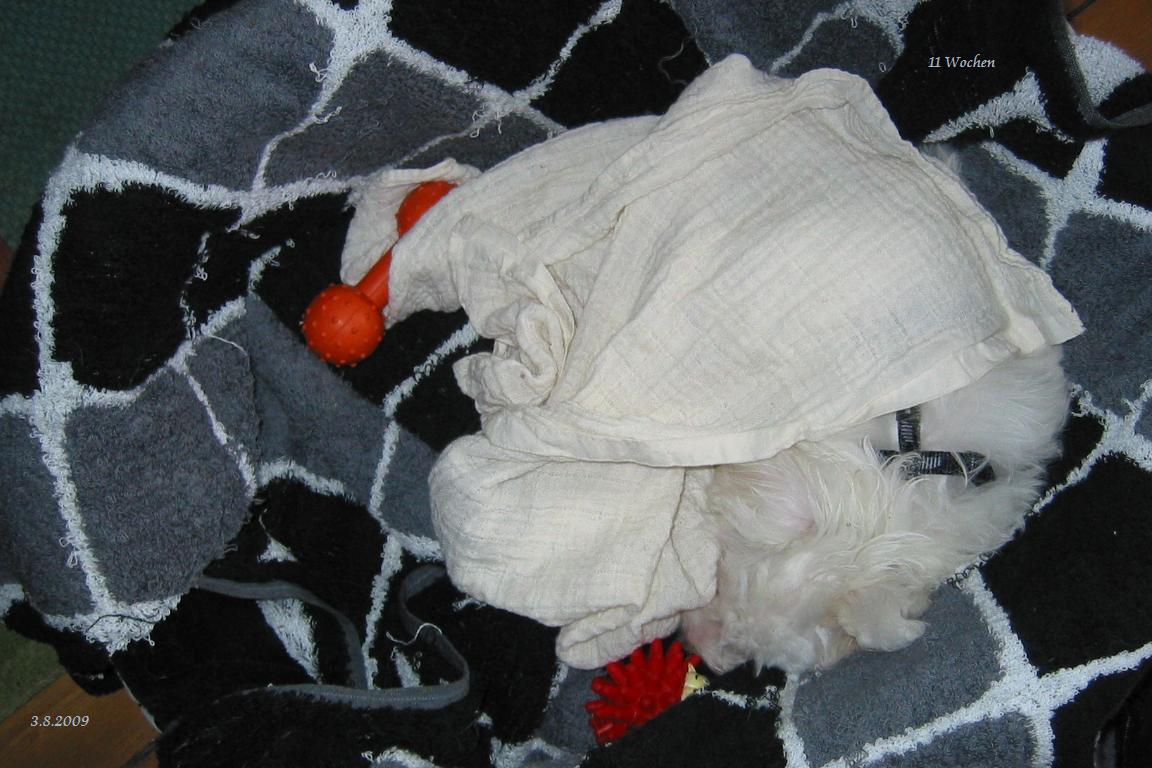 LuLu h�lt Schl�fchen  -  und z�hlt Sch�fchen... oder was Hunde so tr�umen...?