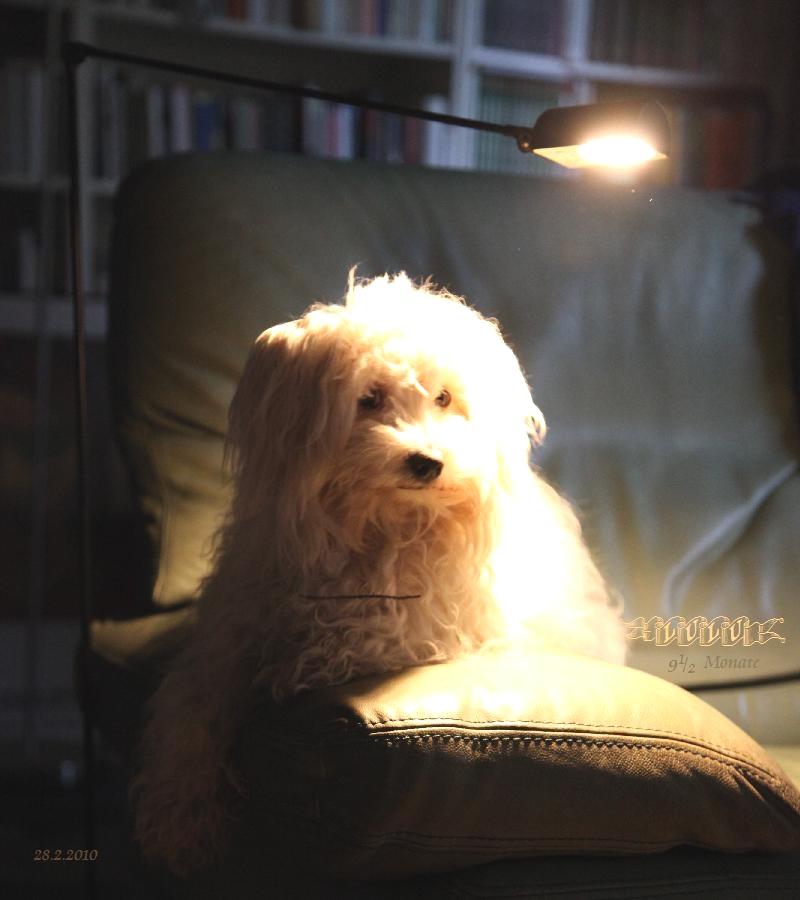 LuLu auf Sofalehne vorm Ofen