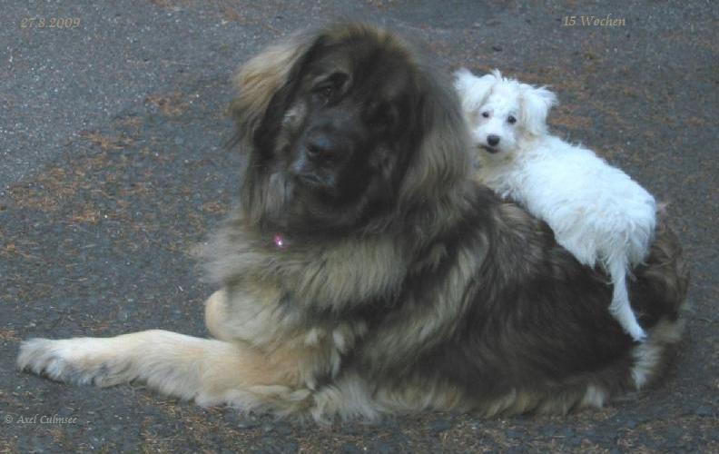 LuLu macht es sich gem�tlich...