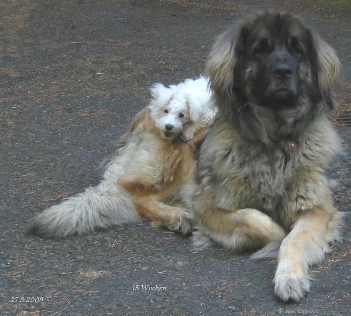 LuLu kaut St�ckchen  -  und Mona findet es auch gut...