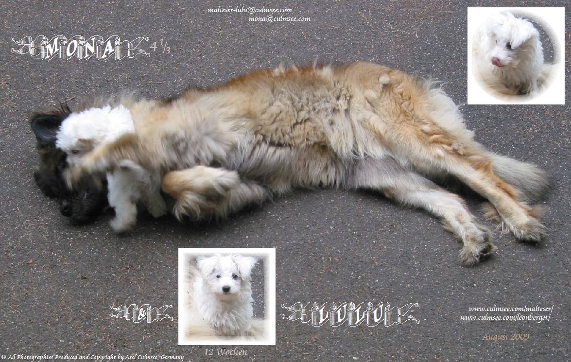 LuLu tollt herum...  -  und f�r ihre Mona ist's auch ganz toll...!