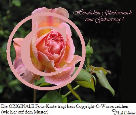 Rosa 623 Geburtstag
