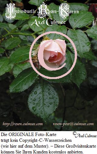 individuelle Rosen-Karten Grovisitenkarte # 1