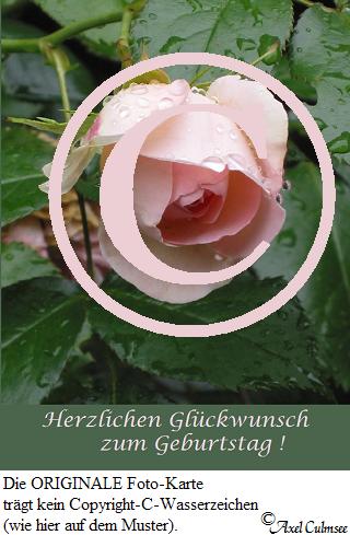 Rosa 692 Geburtstag