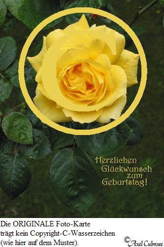 Gelb 712 Geburtstag