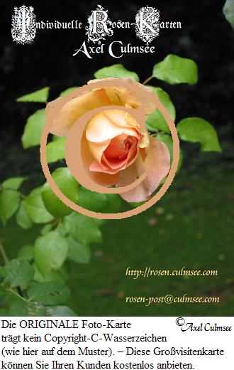 individuelle Rosen-Karten Grovisitenkarte # 2