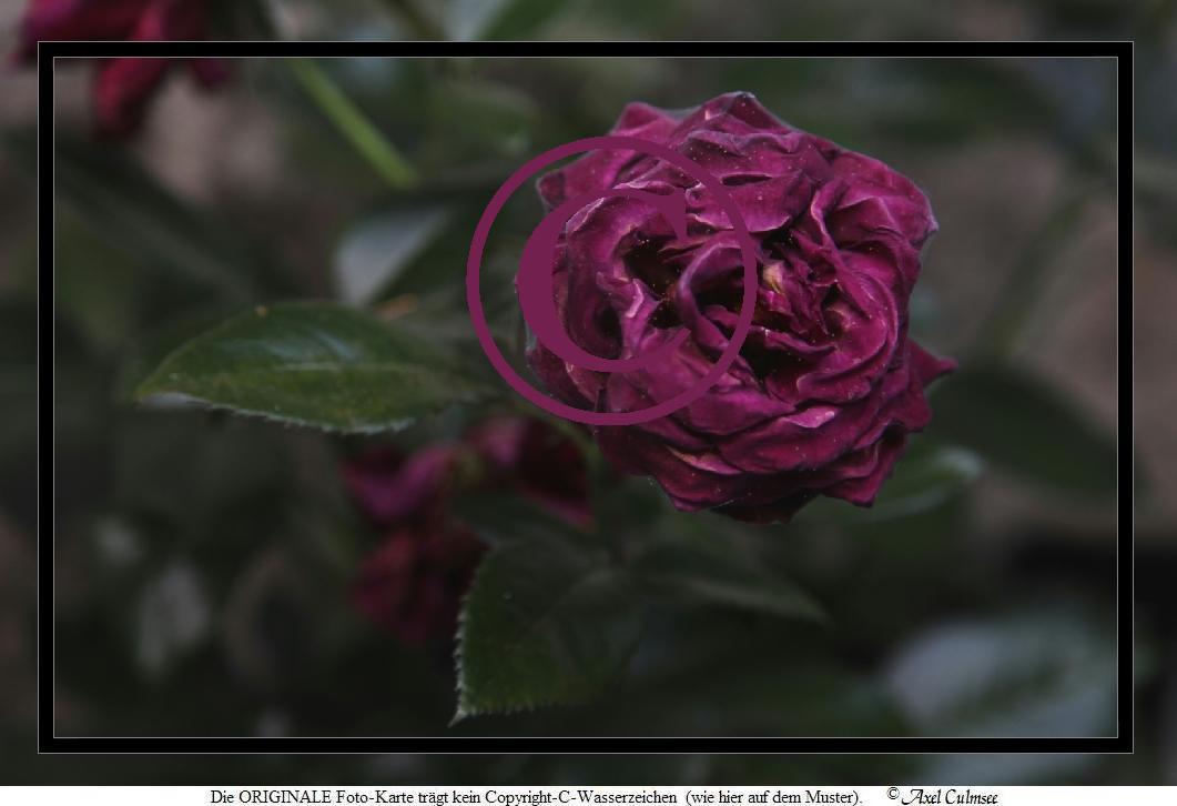 Dunkelrot 1453-Trauer