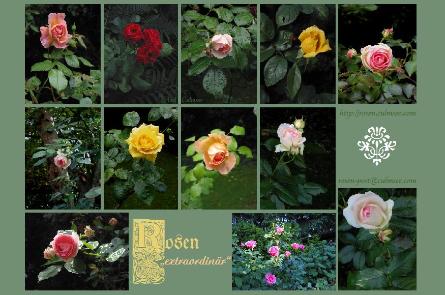 Rosen-Kalender, Edition "extraordinär" - zum Vergrößern bitte unten stehenden BUTTON anKLICKEN...