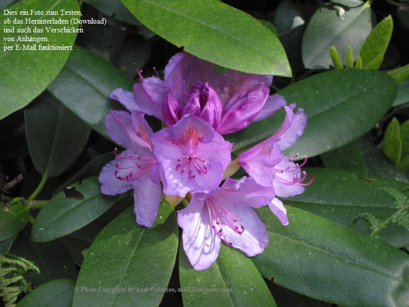 Rhododendro