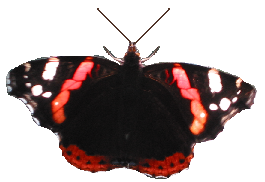Schmetterling ("Admiral") freigestellt als BITMAP