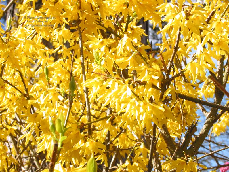 Busch gelb Ausschnitt